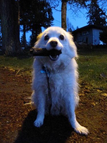 Cayo – adopted