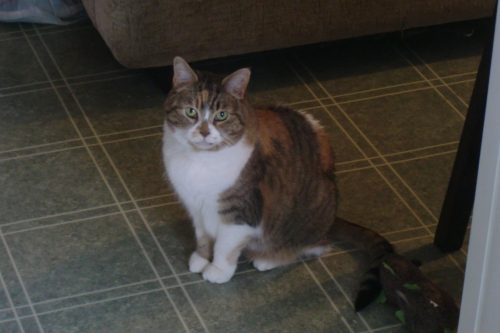 Buttercup