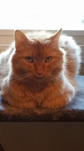 Mophesto – Adopted !!