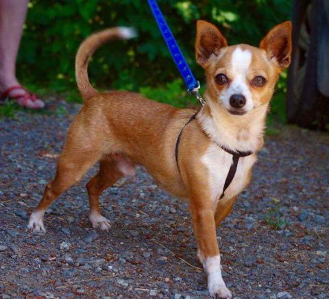 Percy – adopted