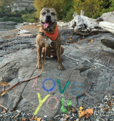 Vinny – Adopted!