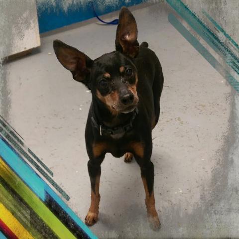 Winston – Adopted