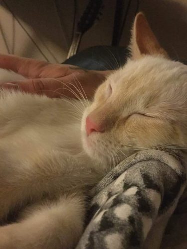 Harley – Adopted !