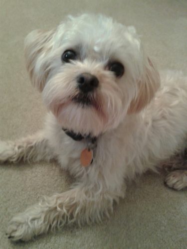 Charlie – adopted