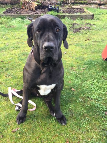 Milly -adopted