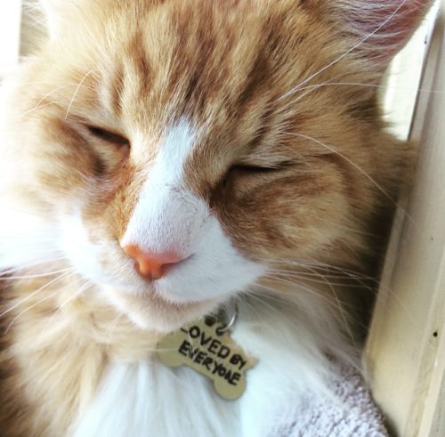 Scully – adopted