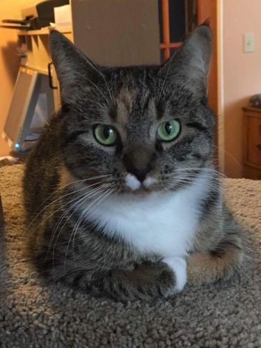 Roo – adopted