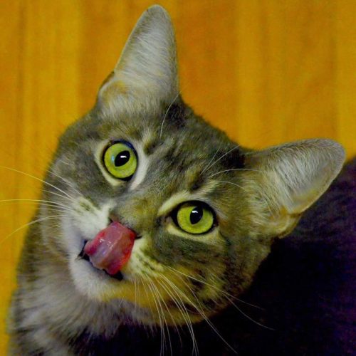 mouse-04-lick