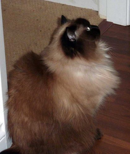 Poppy – adopted