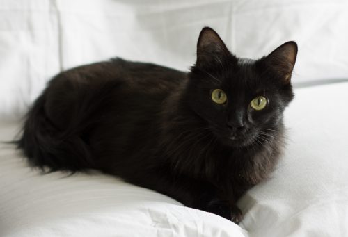 BPR cat Ebony-2216