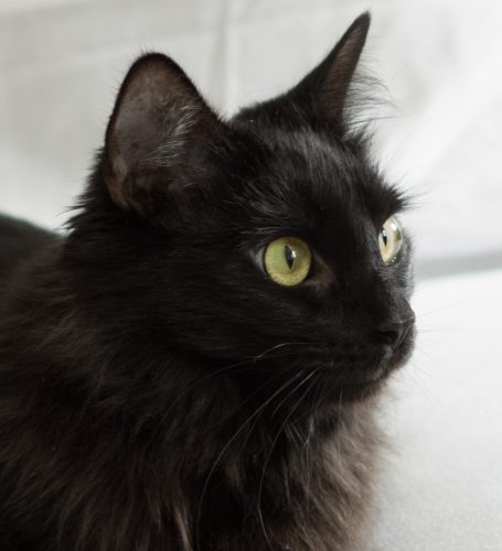BPR cat Ebony-2219