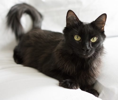 BPR cat Ebony-2236