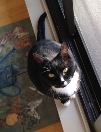 Pudgy – adopted