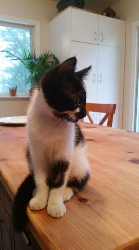 Penny – adopted