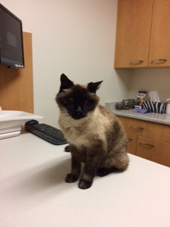 Simon