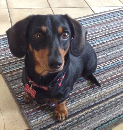 Bella – Adopted
