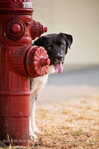 Duke – adopted