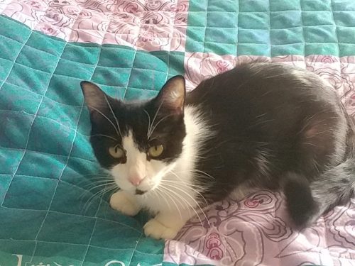 Lucy – Adopted !!