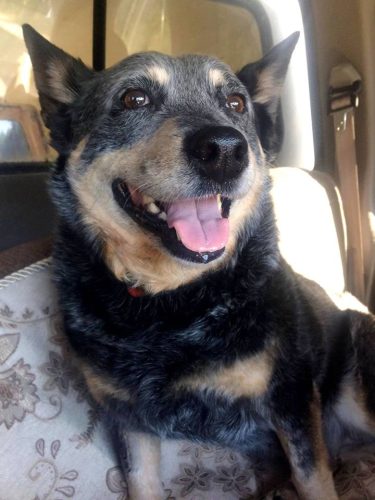 Bella – Adopted