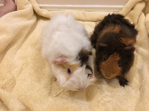 Zues and Apollo