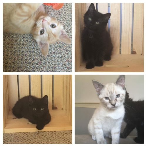 The “E” Kittens