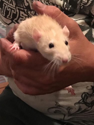Rats !!!