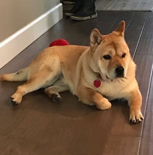 PeePee – adoption pending
