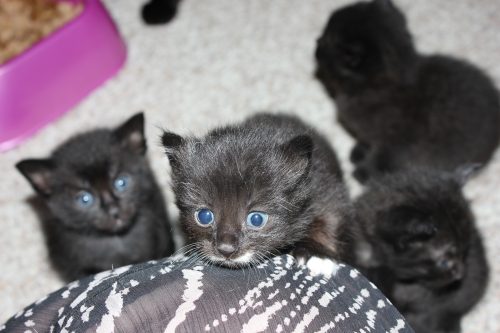 Kittens !!