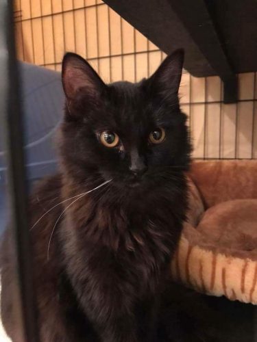Peanut – adopted !