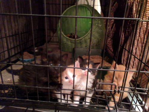 Mushroom kittens!!
