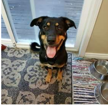 Kasey – Adopted