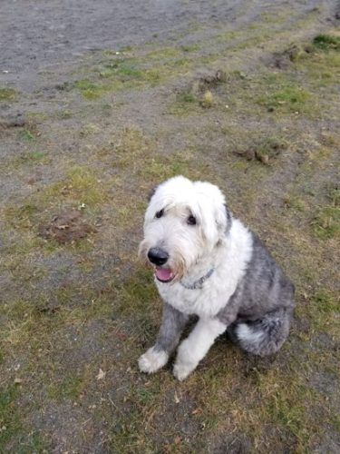 Daisy – Adopted