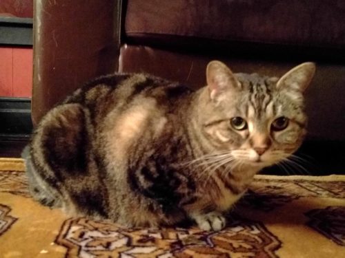 Mitsy