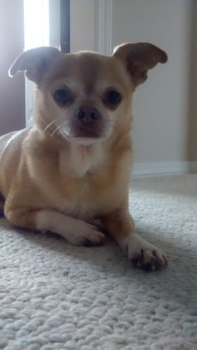 Chico