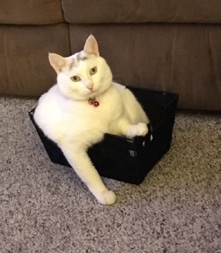 Elsa