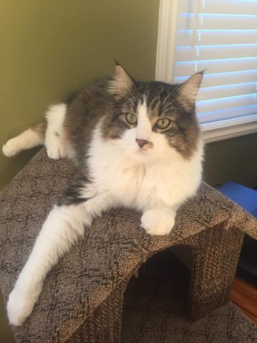 Loki – Courtesy Post