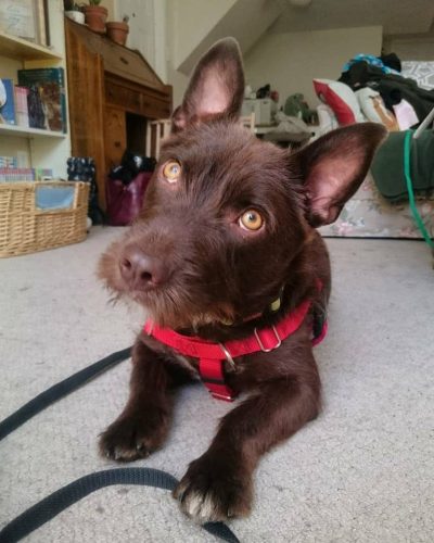 Ryder– adoption pending