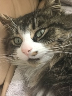 Kona – adopted