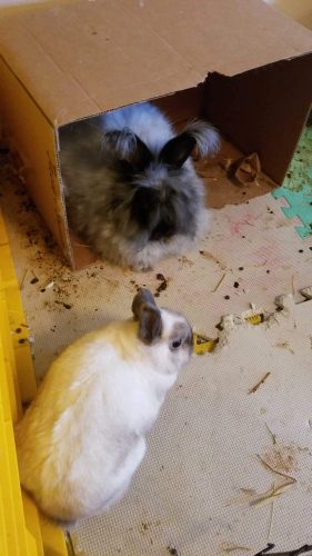 Bunnies.- Courtesy post
