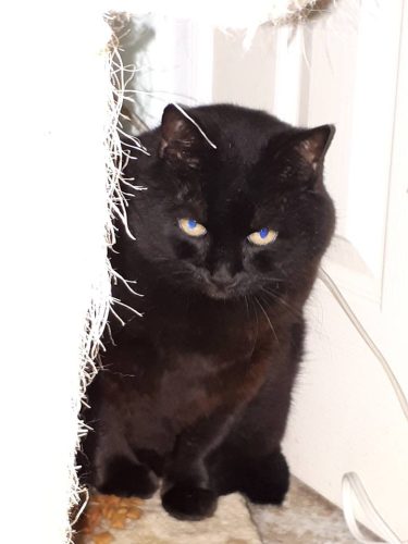Samantha – adoption pending