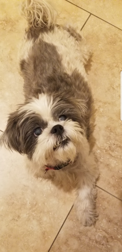 Sophia