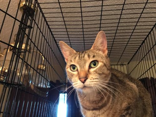 Clover – Adopted !!