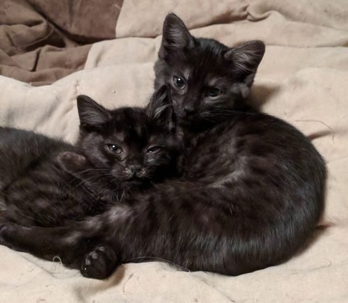 Mocha and Espresso