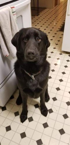 Kodiak