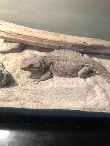 Bearded dragon – courtesy post