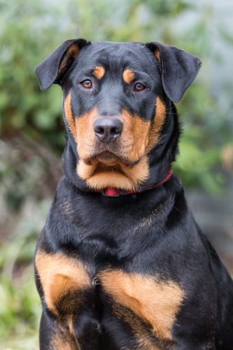 Roxi
