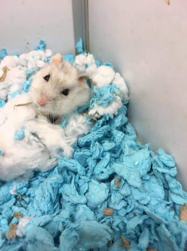 Hammie