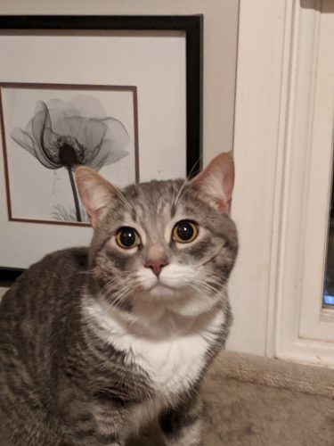 Potato