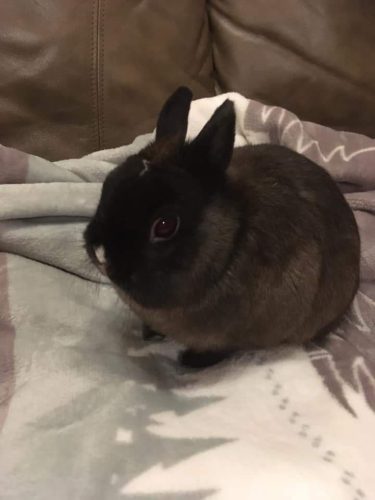 Cooper