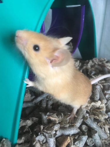 Mouse